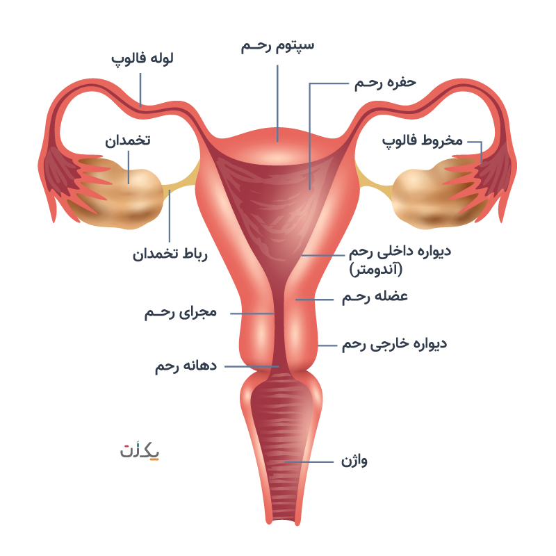 اناتومی رحم
